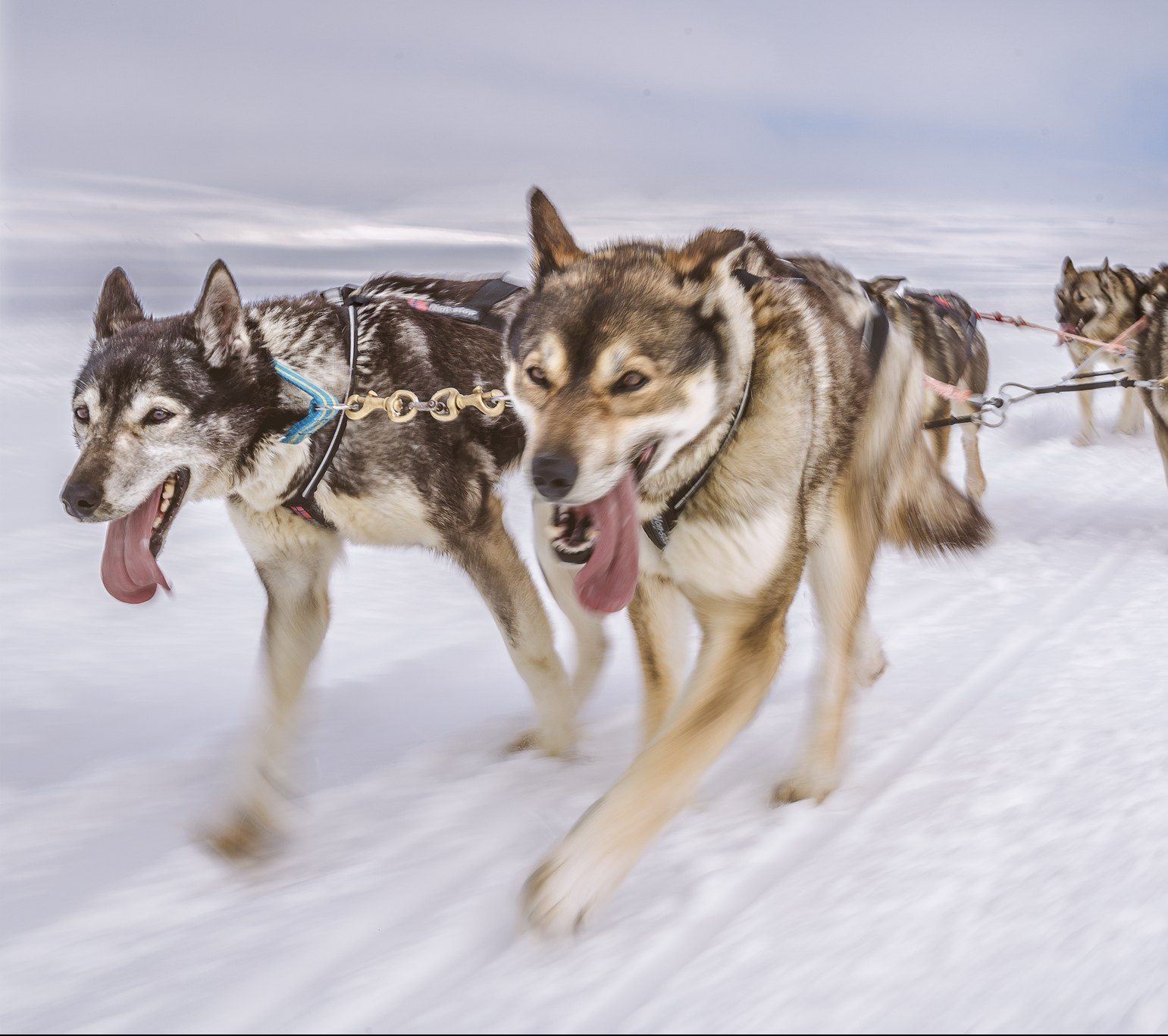 Harriniva_I2A8463 Harriniva_I2A8463