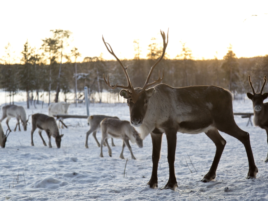 Reindeer-day24
