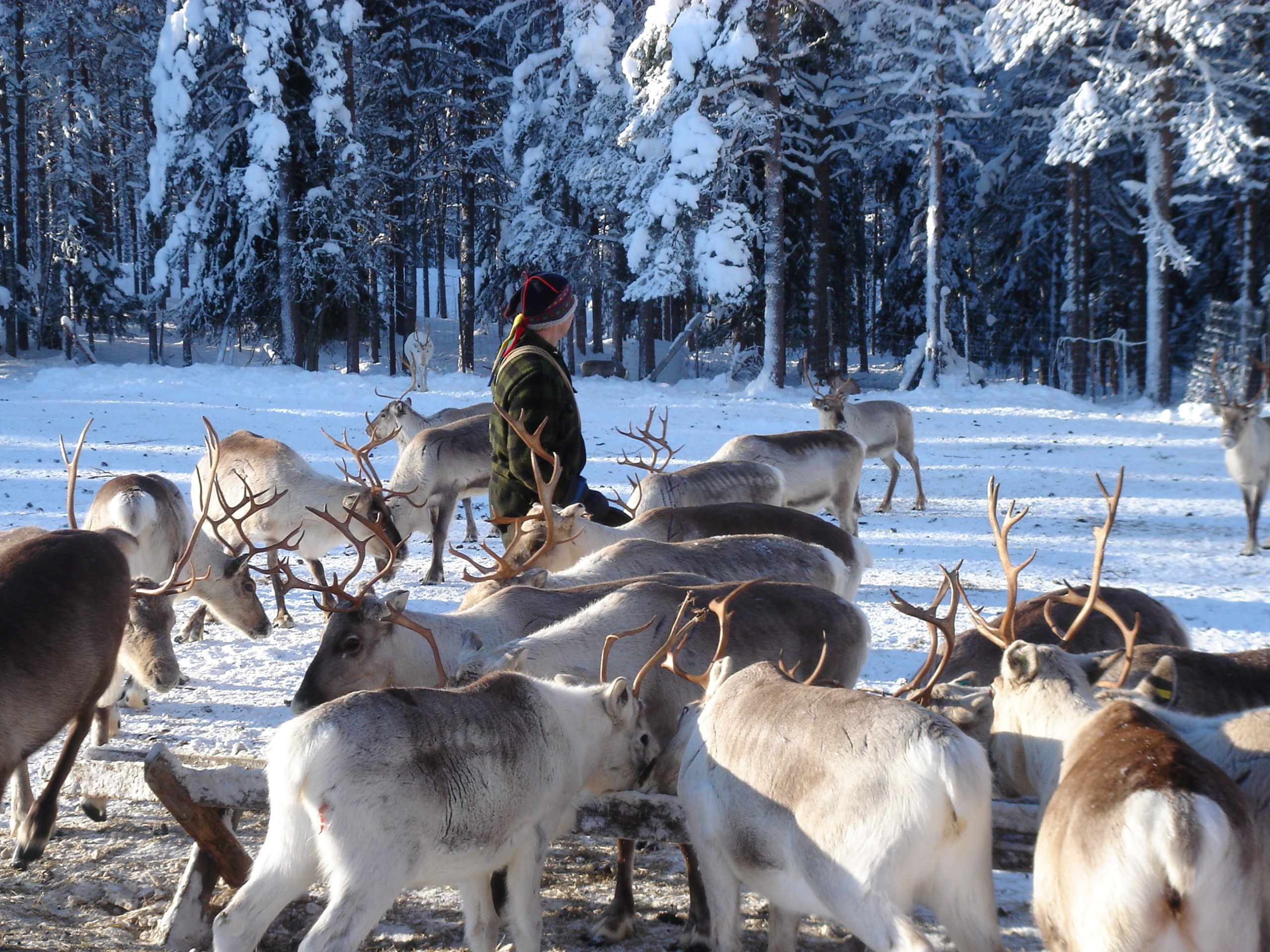 Reindeerfarm-1-scaled Reindeerfarm-1-scaled