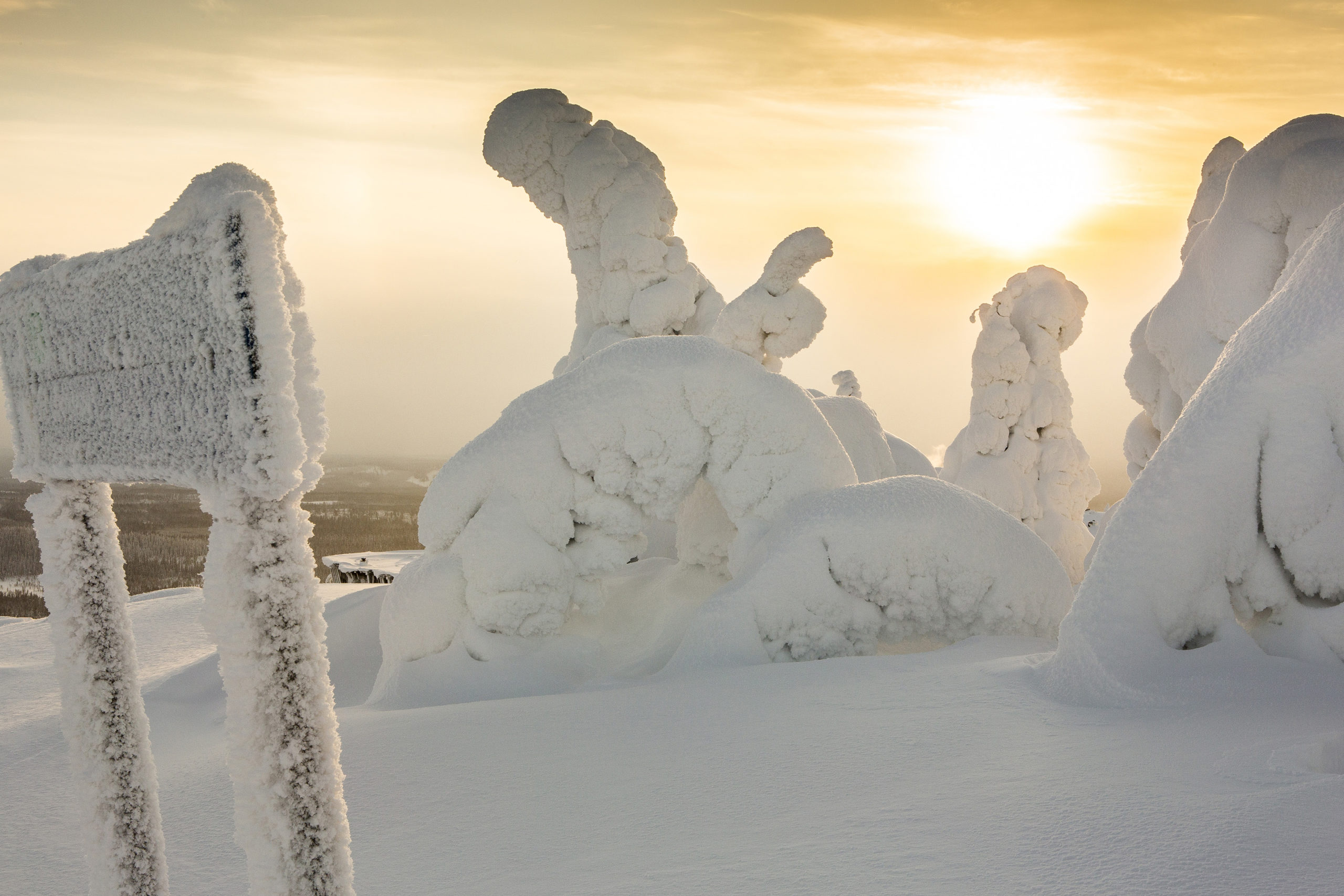 Snow-trees-2-scaled