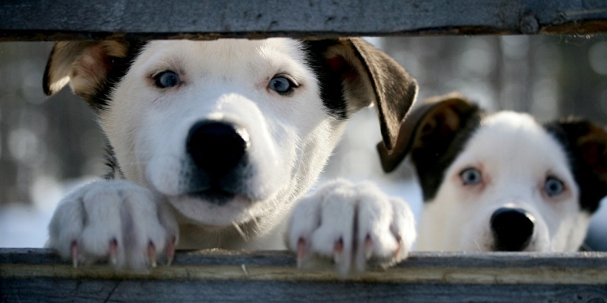 Visit-Inari-Husky-Puppies-870x435-2