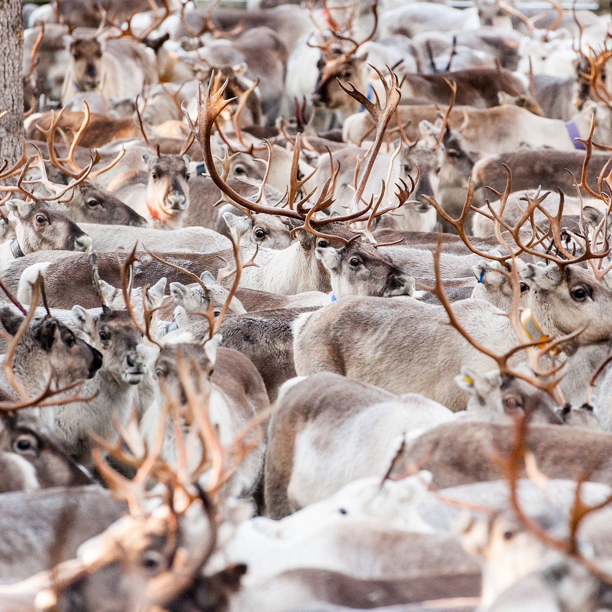 autumn-round-up-of-reindeer