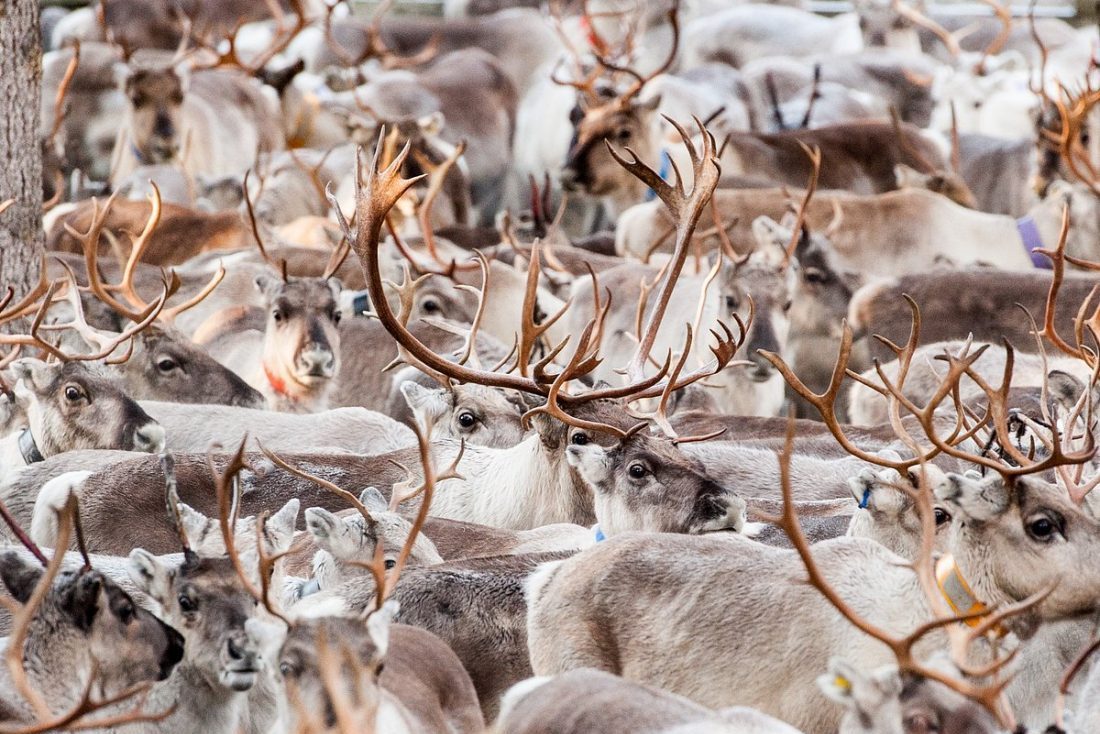 autumn-round-up-of-reindeer