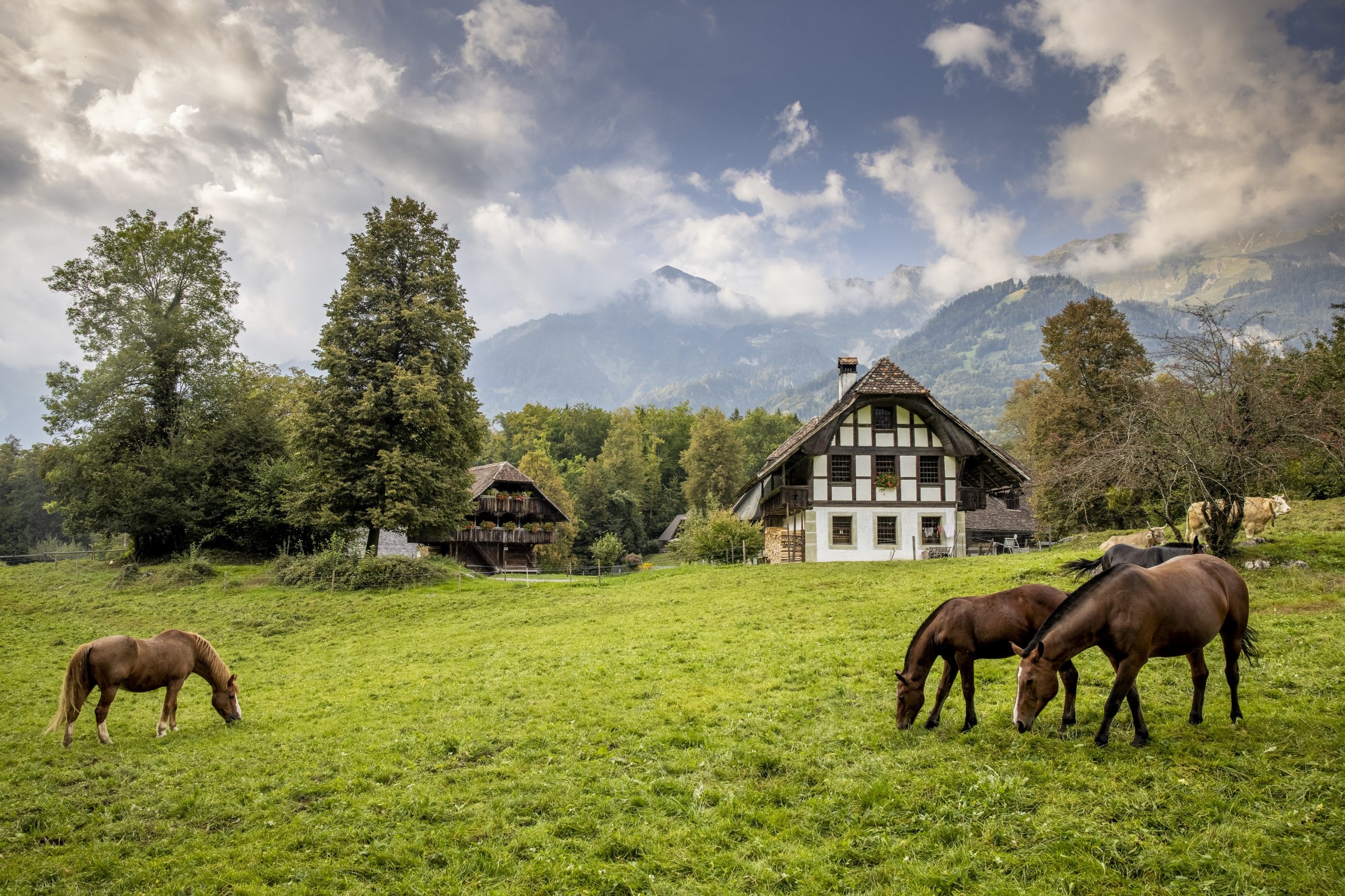 Tiere, Handwerk und Häuser, Ballenberg im Herbst 2020 Tiere, Handwerk und Häuser, Ballenberg im Herbst 2020