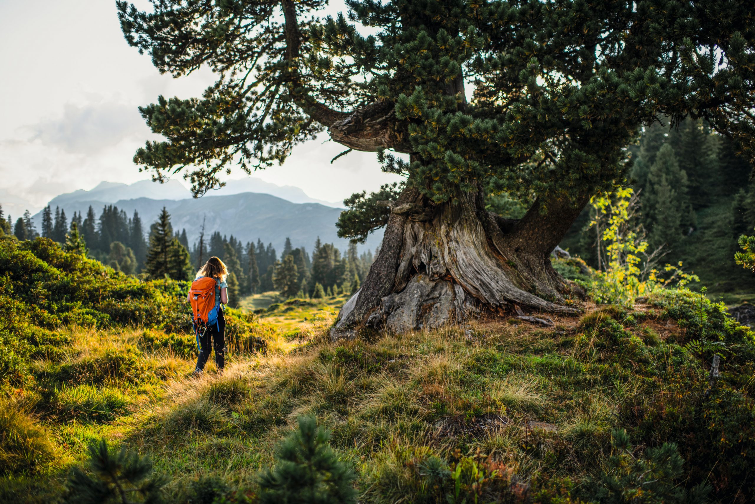 Via Alpina, 8. Etappe, Engelberg-Engstlenalp: Jana wandert zurueck zur Engstlenalp, vorbei an einem grossen alten Baum.