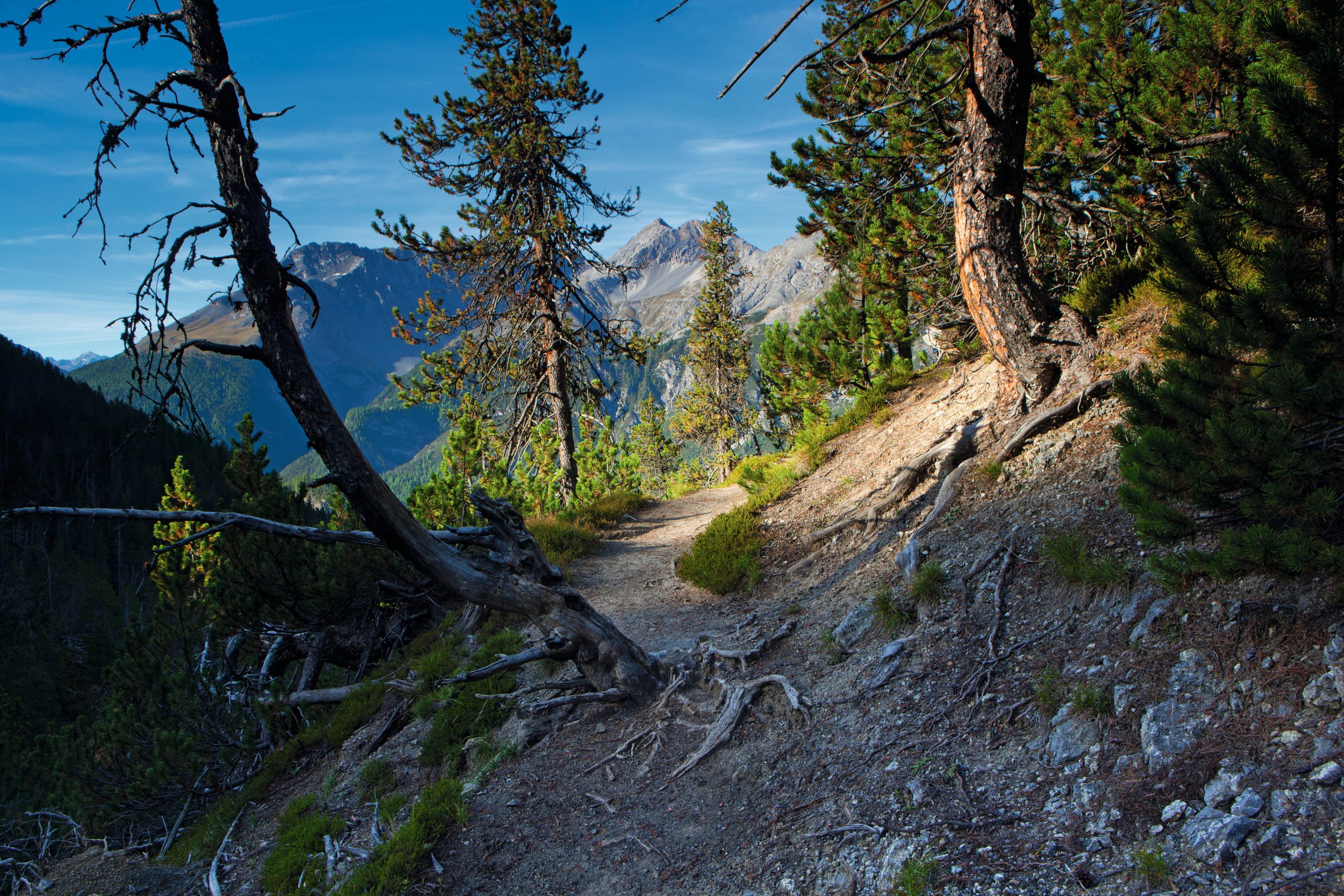 Creation Date: 09/12/2010
Reference: STN7509
Title: SWITZERLAND PARKS
Caption: Switzerland. get natural.
Swiss National Park, Graubuenden. Morning mood at Mt. Champloench, on the path to Alp Grimmels.

Schweiz. ganz natuerlich.
Schweizerischer Nationalpark, Graubuenden. Morgenstimmung am Muottas Champloench, Weg zur Alp Grimmels.

Suisse. tout naturellement.
Parc National Suisse, Grisons. Crepuscule du matin au Muottas Champloench, le sentier vers l'alpage Grimmels.

Copyright by: Switzerland Tourism - BAFU
By-Line: swiss-image.ch / Roland Gerth
Signature: Roland Gerth
Library: Tourismus_Schweiz
Credit: Switzerland Tourism - BAFU
Created Date: 20100912