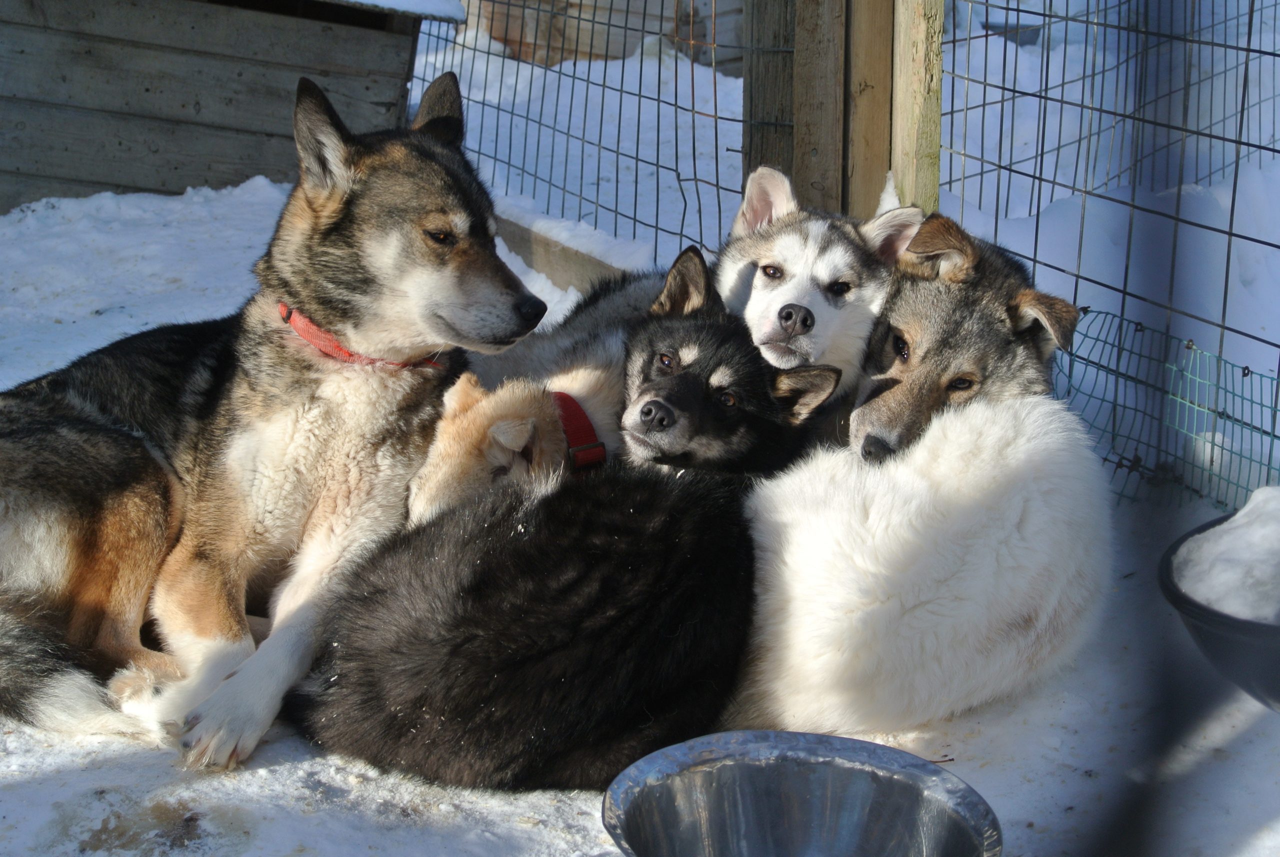 55-Mother Mimi with Mai, Midas, Mat & White 55-Mother Mimi with Mai, Midas, Mat & White