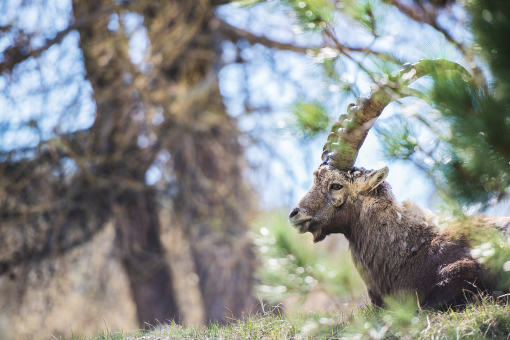ST_3x2_Pontresina-Capricorn_34478 ST_3x2_Pontresina-Capricorn_34478