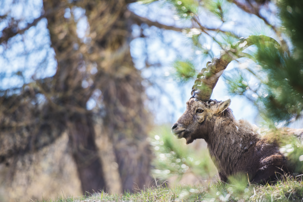 ST_3x2_Pontresina-Capricorn_34478