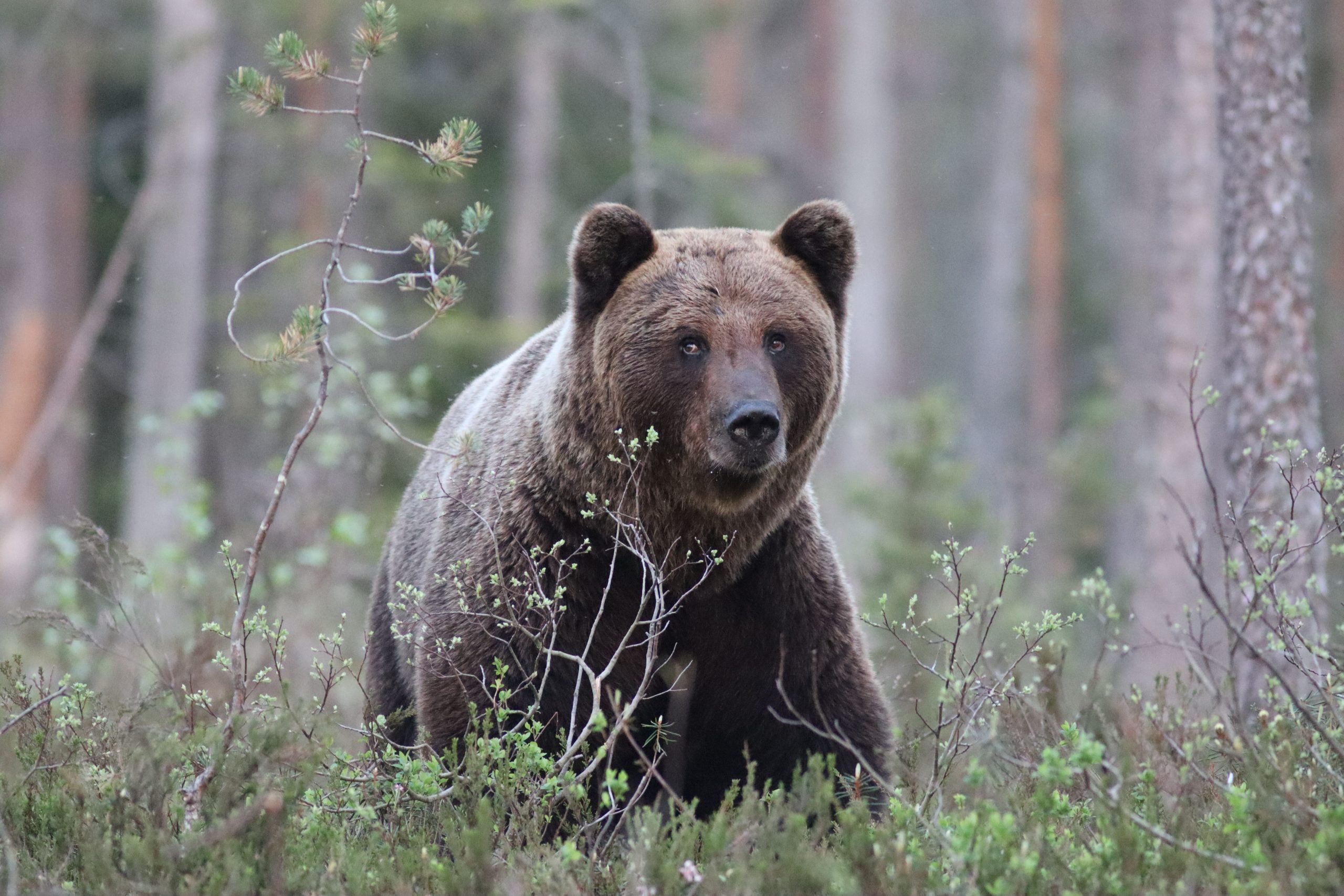 bearforest