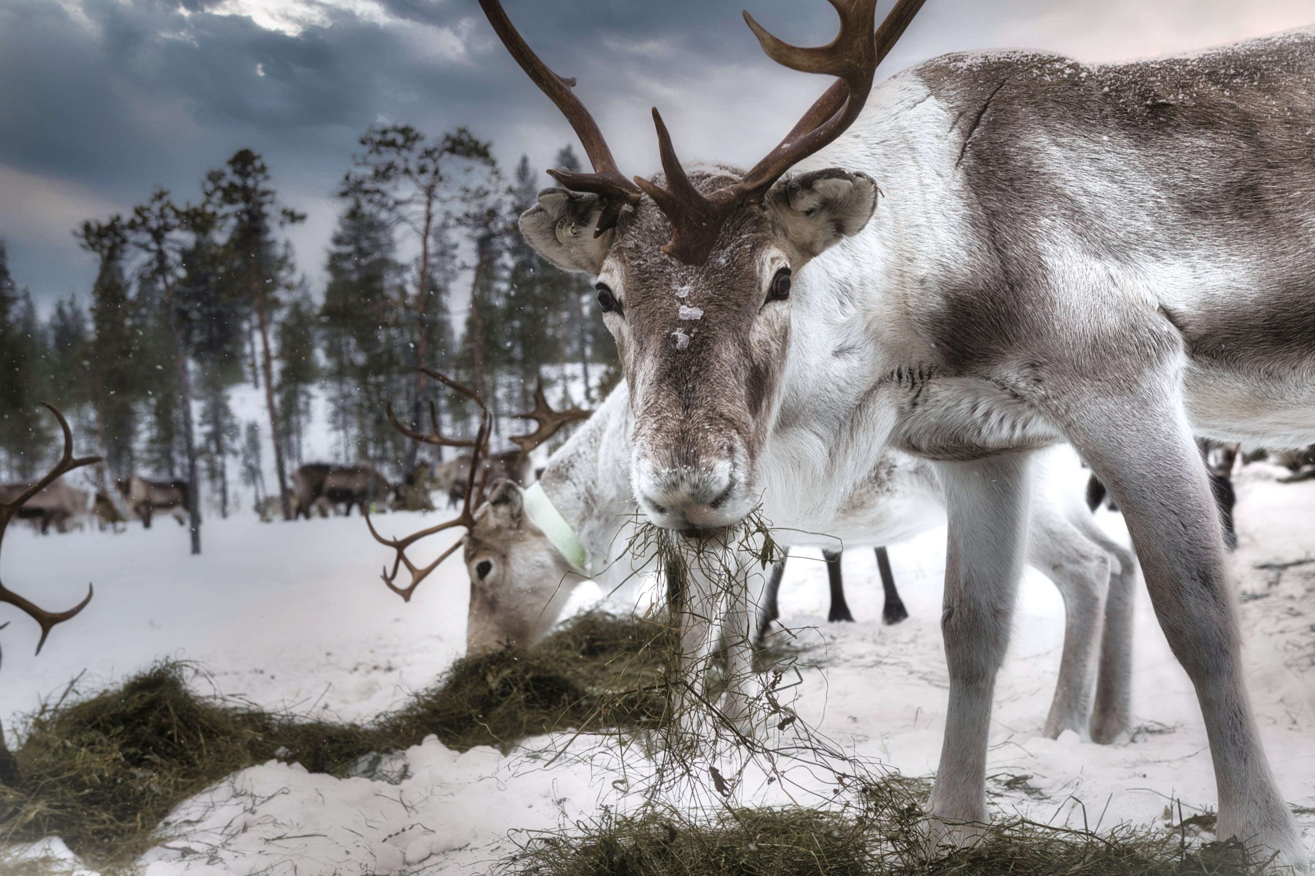 Reindeer Act (10) pienempi
