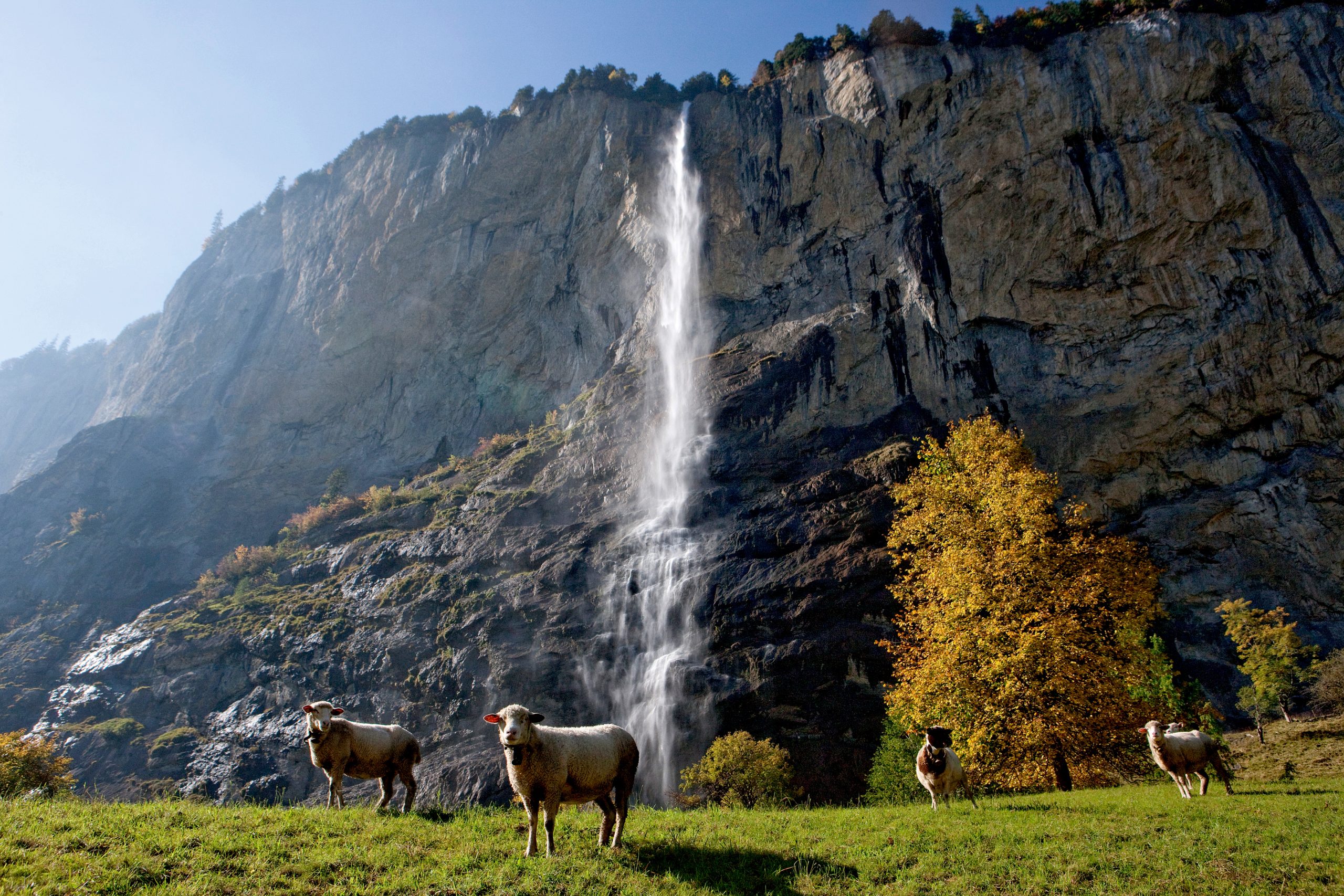 Schafe unter Staubbachfall bei Lauterbrunnen