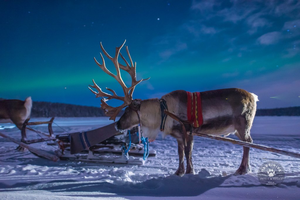 Harriniva Hotels & Safaris Reindeer 8