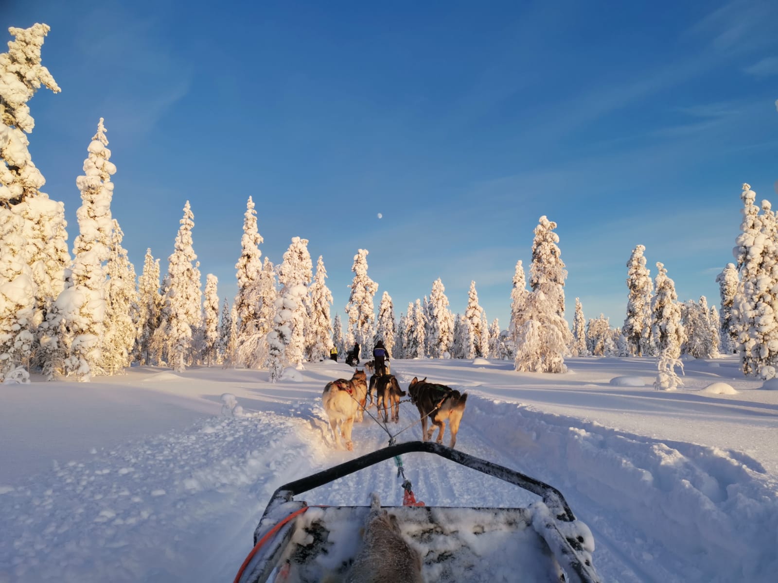 husky safari saariselkä