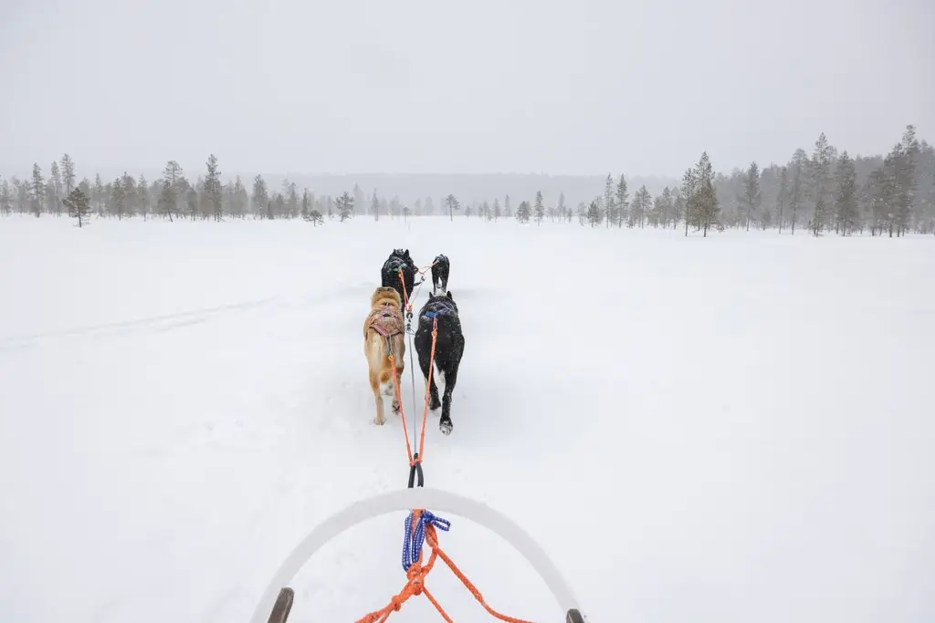 5-tägige Hundeschlittensafari am Rande des Pallas-Ylläs-Nationalparks in Nordwest-Lappland