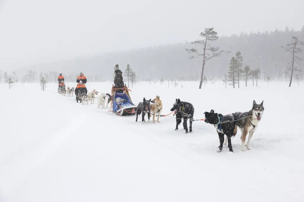 5-tägige Hundeschlittensafari am Rande des Pallas-Ylläs-Nationalparks in Nordwest-Lappland