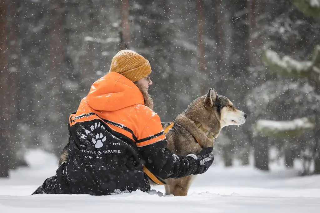 5-tägige Hundeschlittensafari am Rande des Pallas-Ylläs-Nationalparks in Nordwest-Lappland