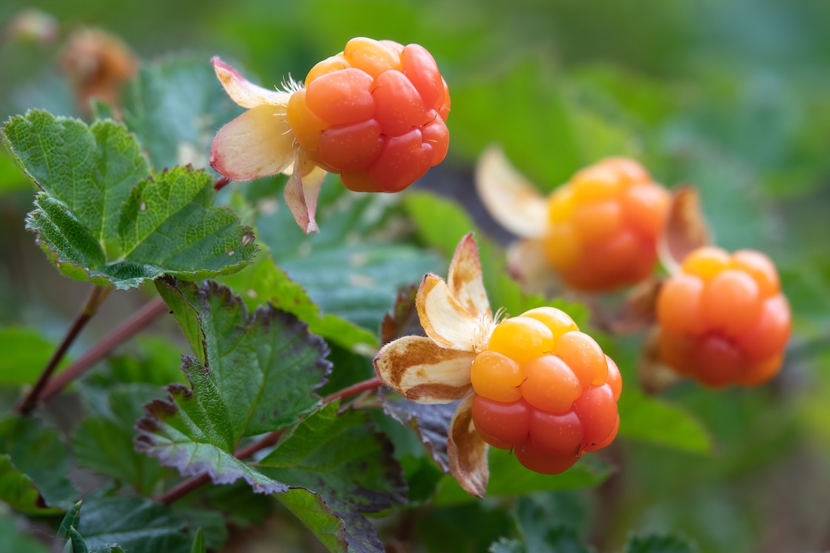 AdobeStock_1289094517