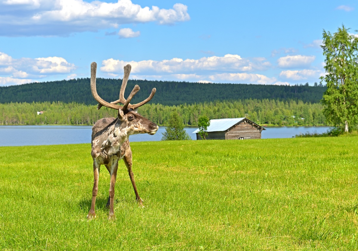 Young deer (male) in green glade. Summer landscape. Finnish Lapland