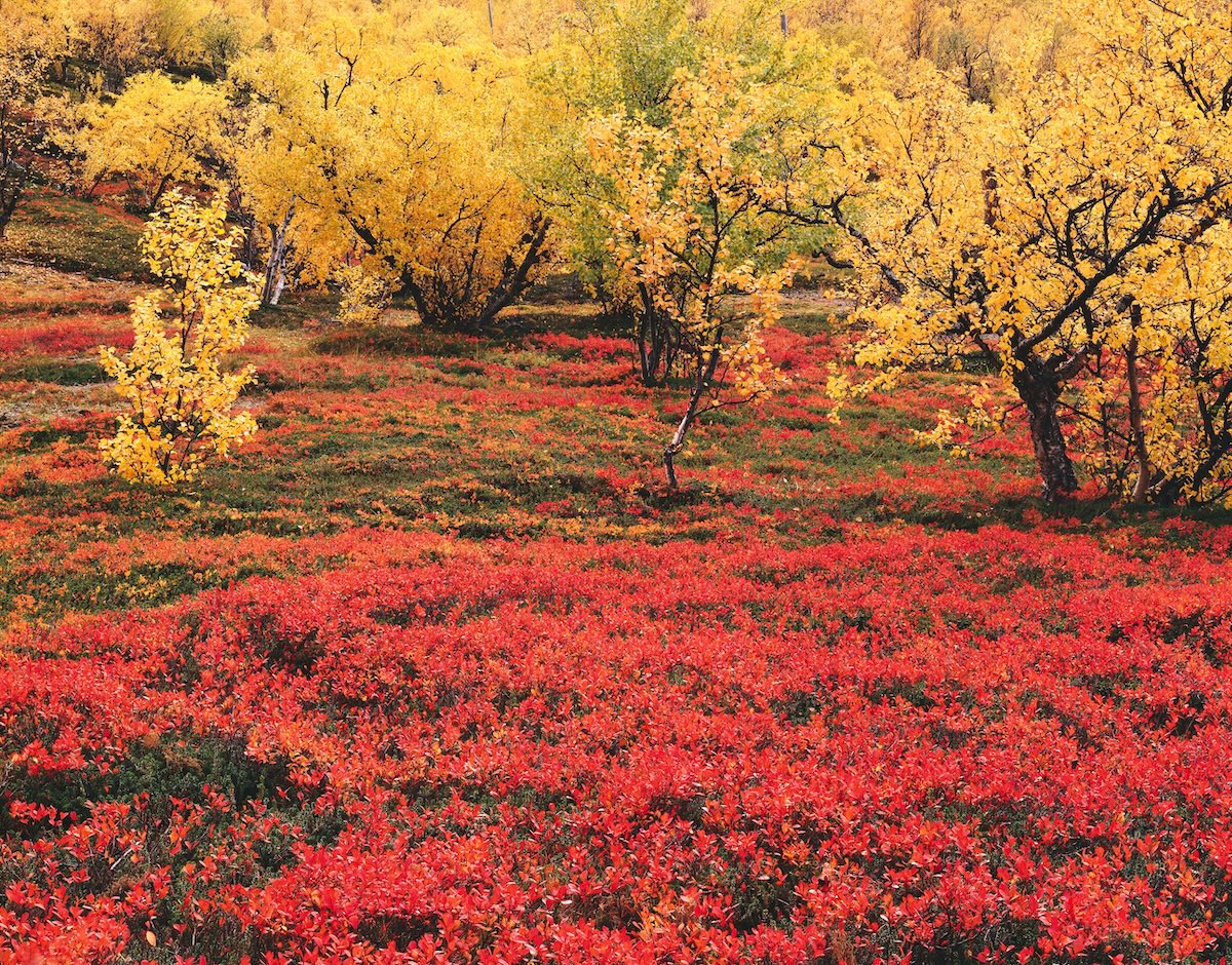 Lappland, Taiga, Beerensträucher, Bäume, Herbst, Natur, Vegetation, Birken, Sträucher, Beeren, Laubbäume, Herbstfärbung, Waldboden, herbstlich, Sträucher, rot, gelb,