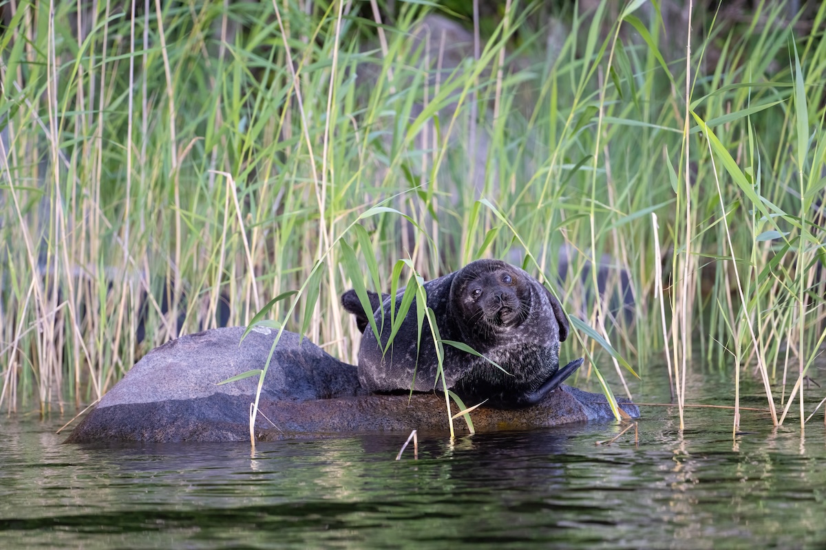 Saimaa Ringed Seal is one of the rarest seals in the world. Around 400 seals remain in Lake Saimaa, Finland. Big animal in habitat. Wildlife scene from nature, Finland, Europe High quality photo.