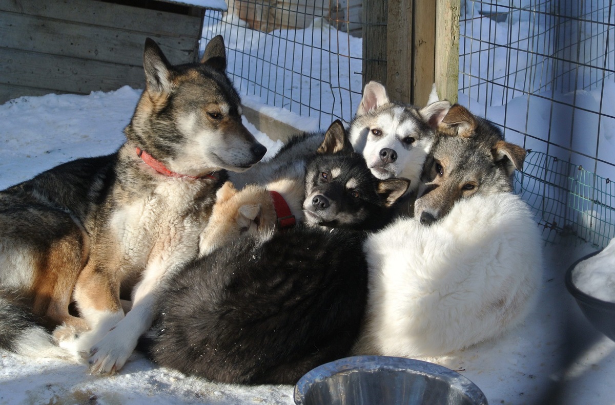 Husky Comfort Plus in Saija