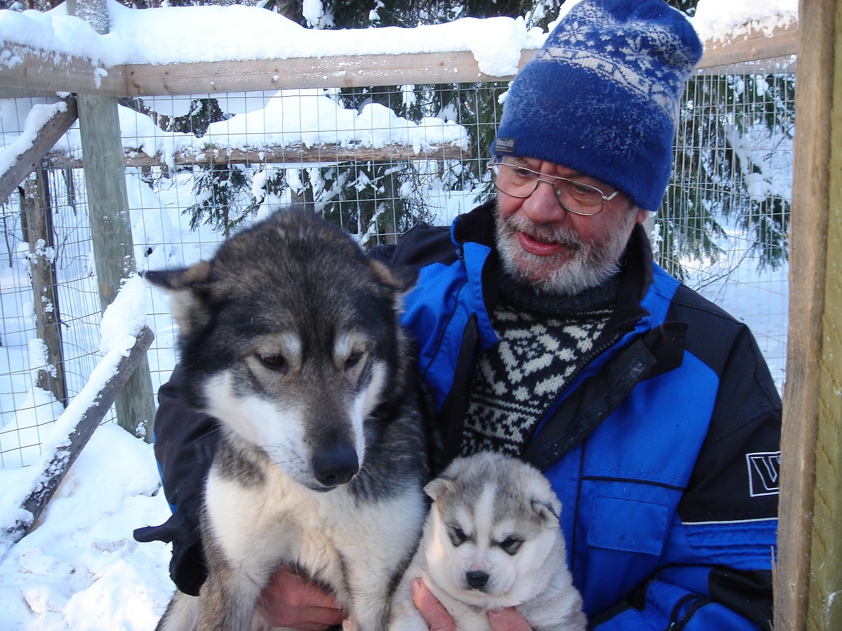 Husky Comfort Plus in Saija