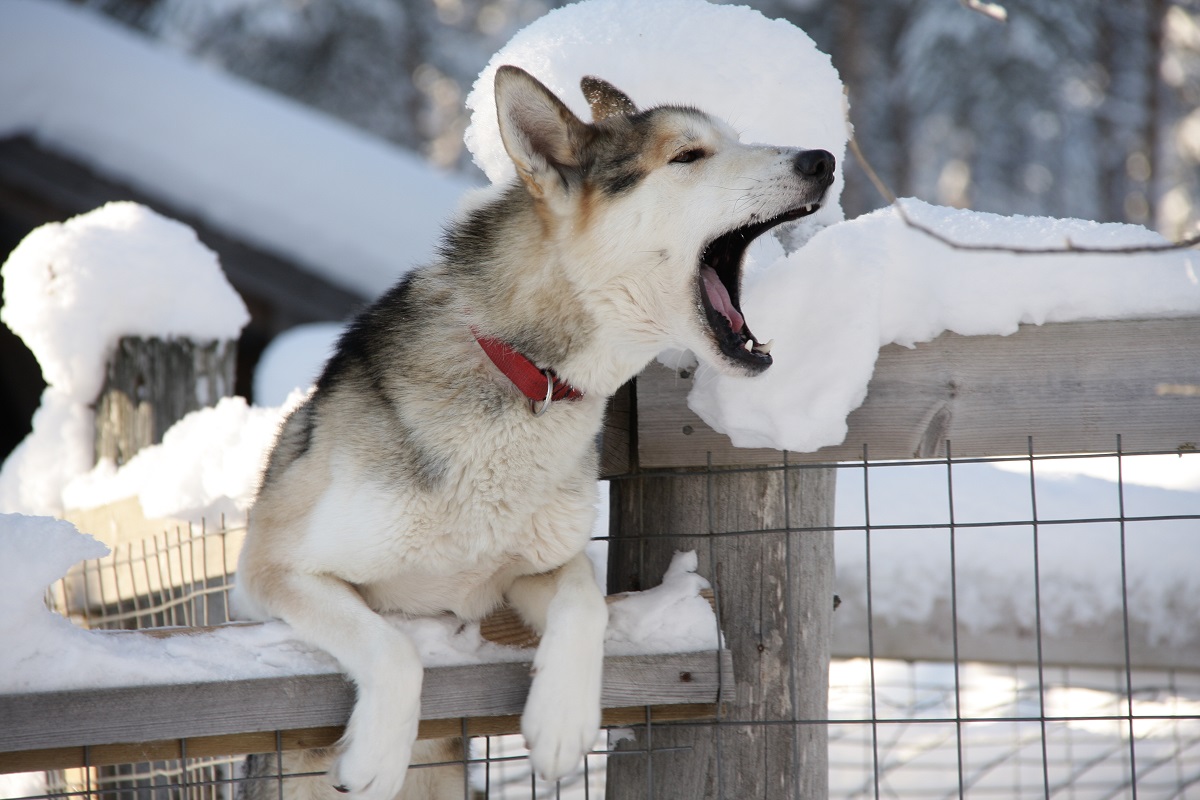 Husky Abenteuer in der finnischen Wildnis