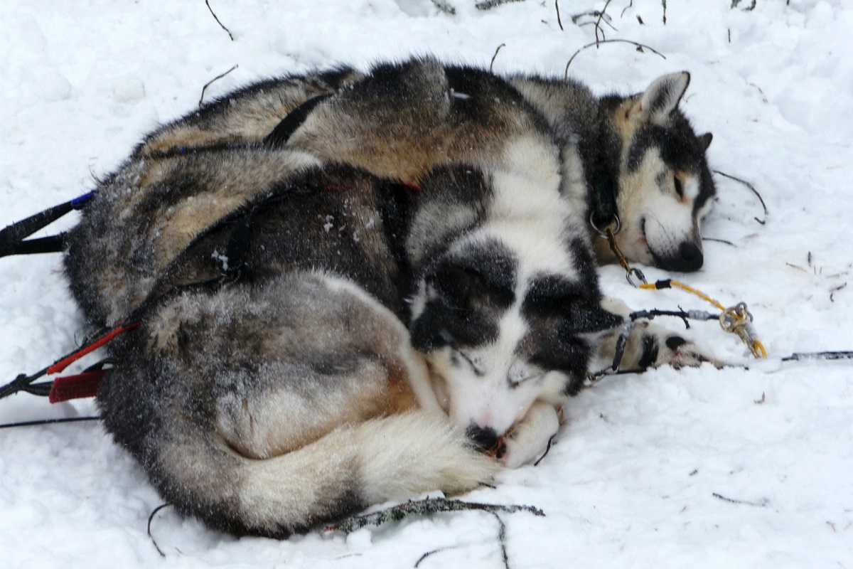 Husky Abenteuer in der finnischen Wildnis