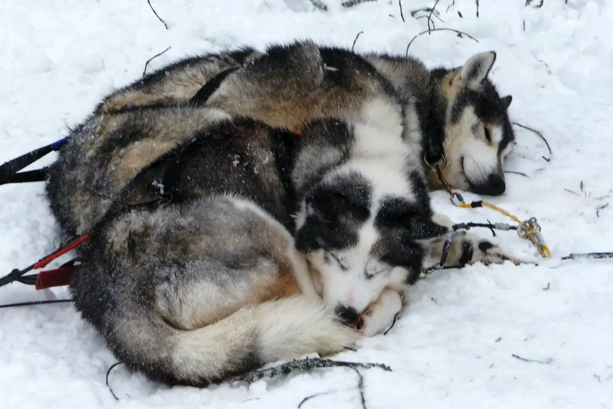 Husky Abenteuer in der finnischen Wildnis