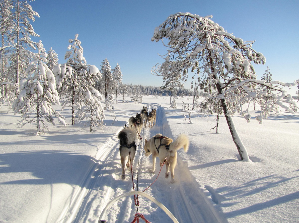 Husky Abenteuer in der finnischen Wildnis