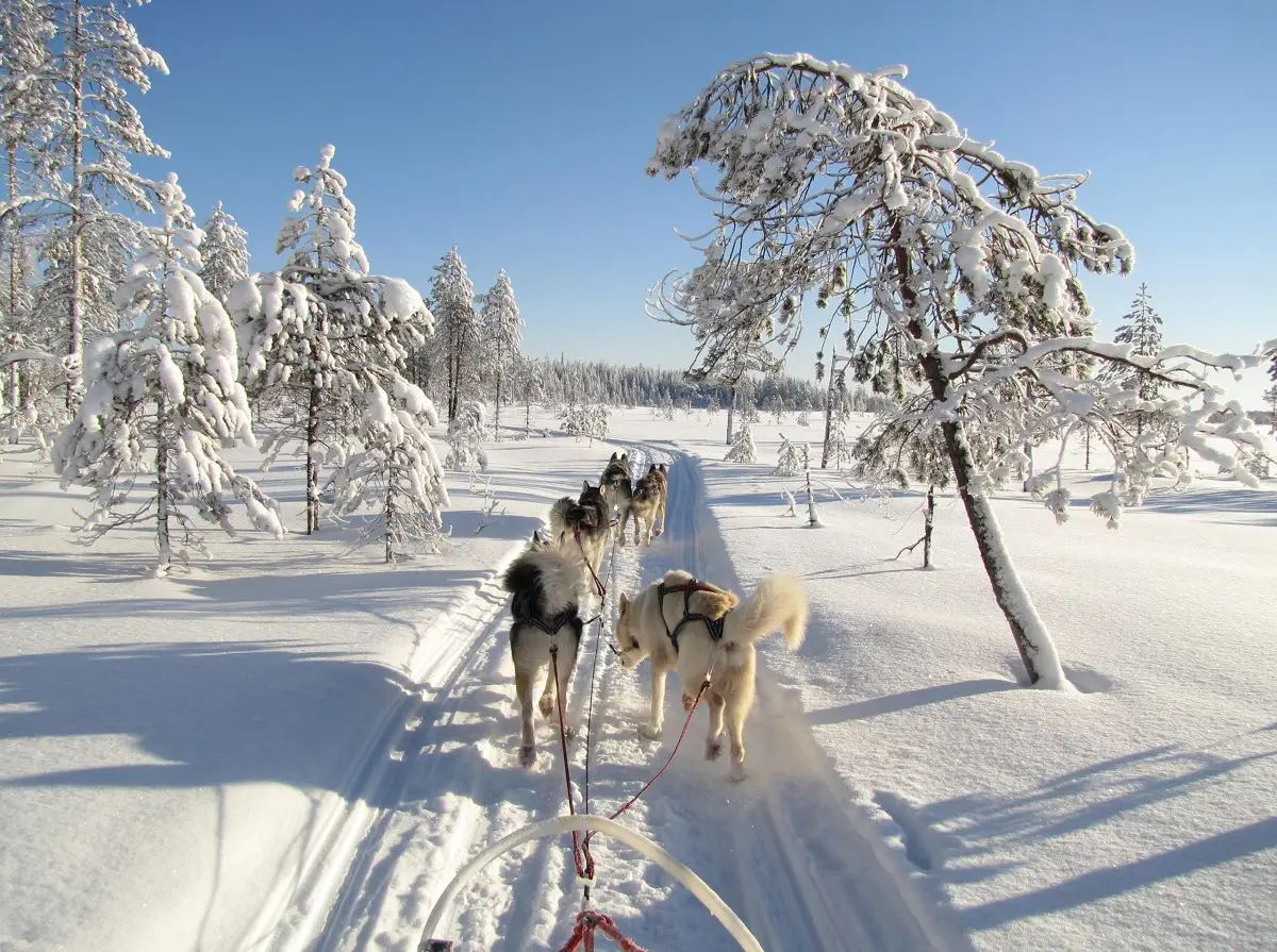 Husky Abenteuer in der finnischen Wildnis
