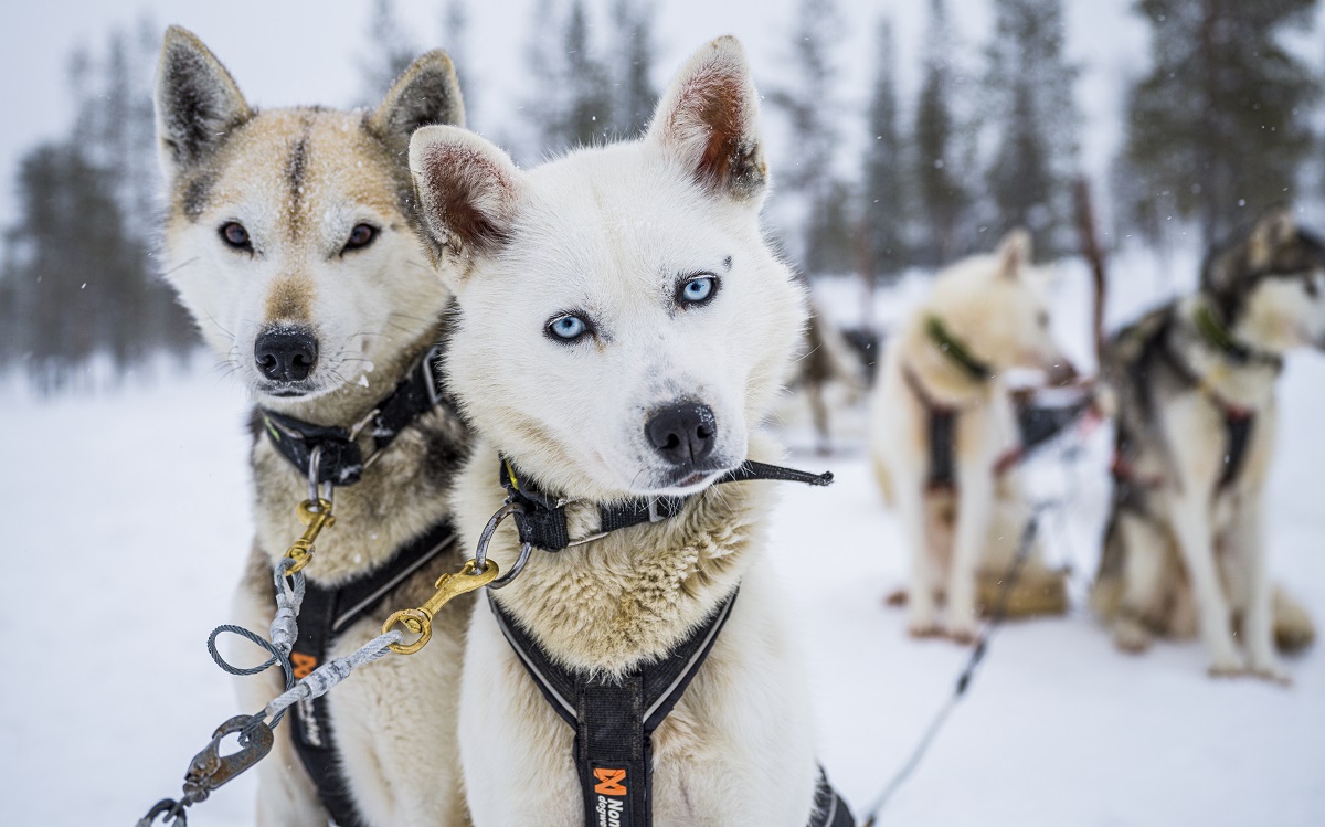 Multiaktivwoche im Star Arctic Hotel in Saariselkä