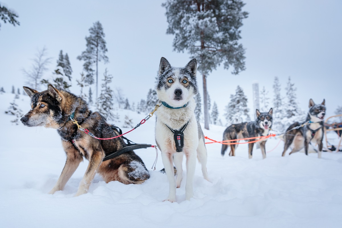 Multiaktivwoche im Wilderness Hotel Inari