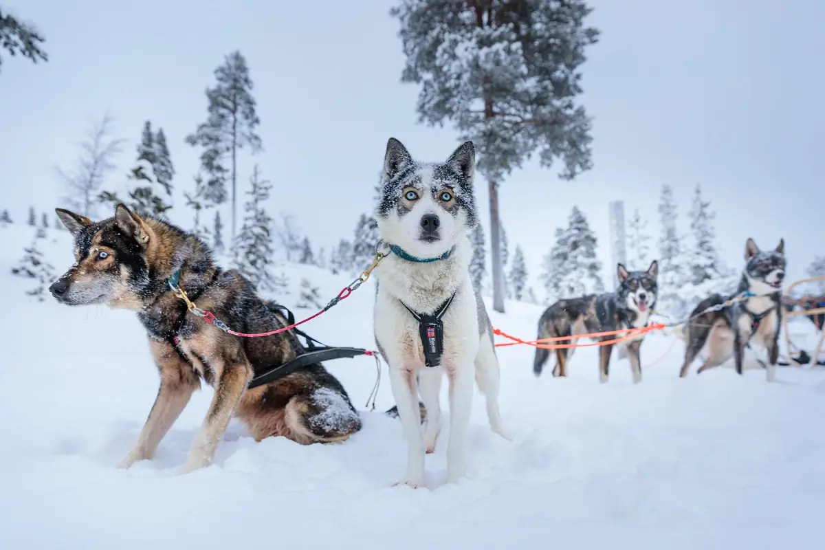 Multiaktivwoche im Wilderness Hotel Inari