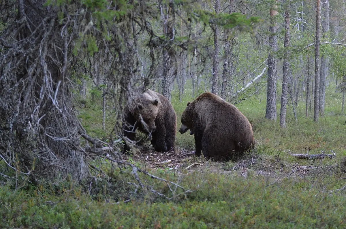 Abenteuerwoche Kultur und Wildtiere