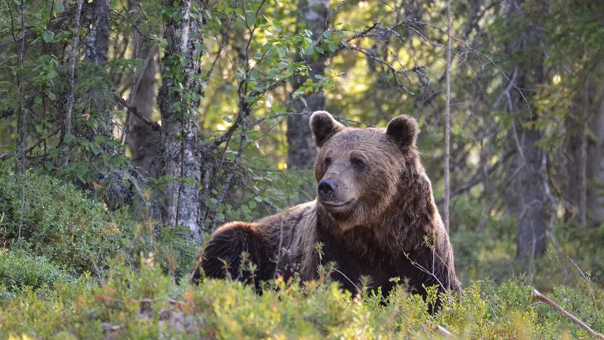Sommerabenteuer in drei Nationalparks